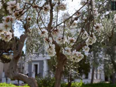 ...e mandorli gi� in fiore